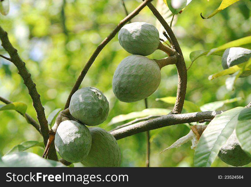 Ripening custard apple fruits on the tree branches