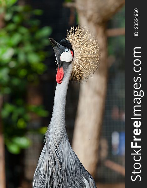 Crowned crane shows it self in the zoo