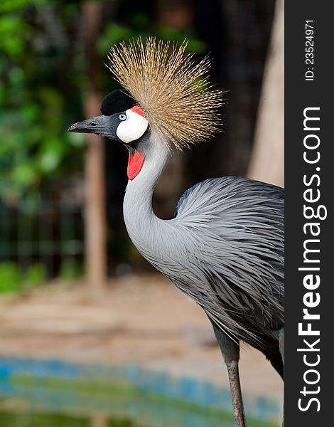 Crowned crane shows it self in the zoo