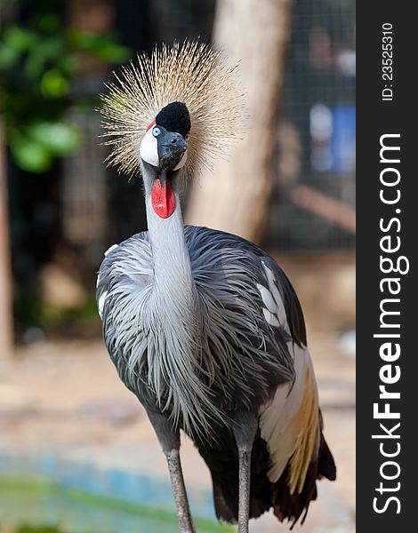 Crowned crane shows it self in the zoo