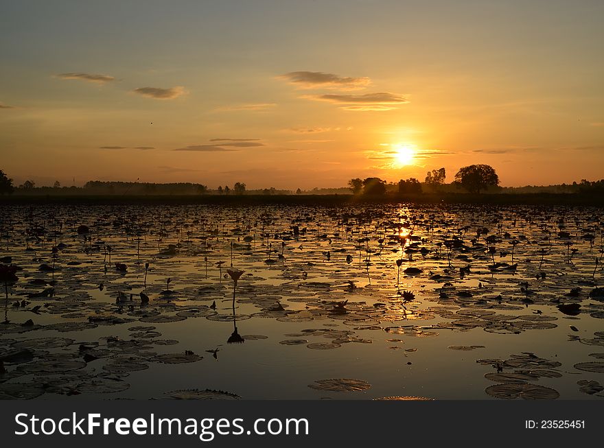 Early summer morning sun hits in asia