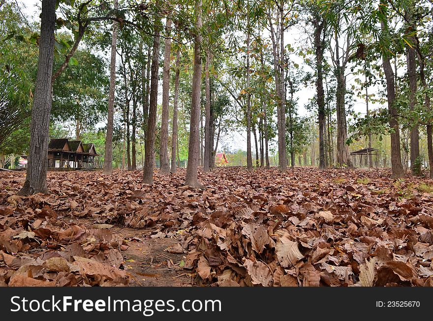 Dry leaf on ground in tropical forest