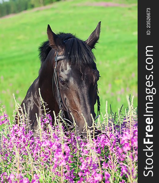 Portrait of nice black horse near the flowers