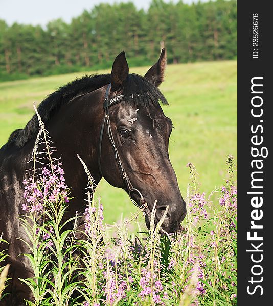 Portrait Of Nice Black Horse Near The Flowers