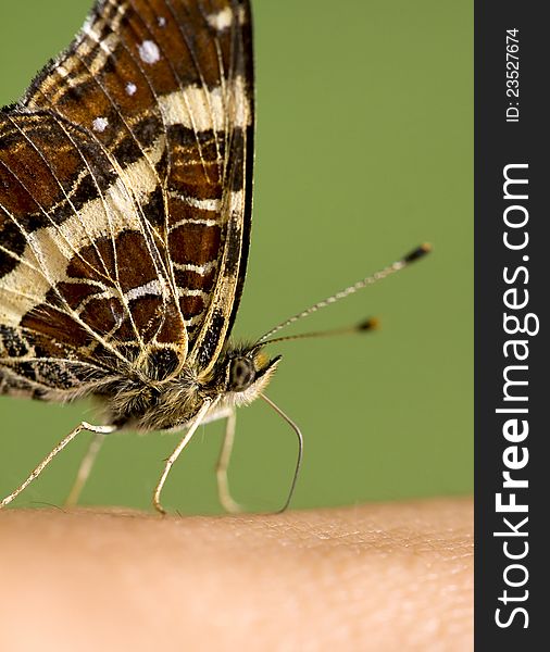 Butterfly sitting on a hand