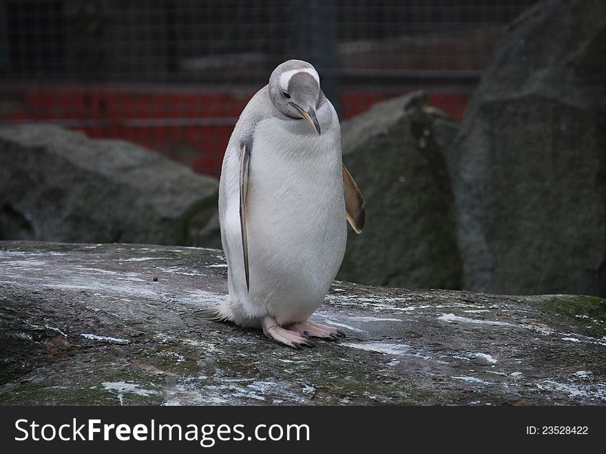 A penguin stands on top of a large rock in a zoo enclosure. A penguin stands on top of a large rock in a zoo enclosure