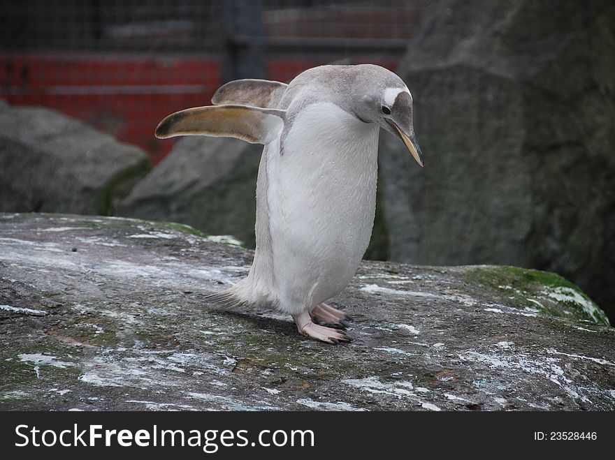 A penguin stands on top of a large rock in a zoo enclosure. A penguin stands on top of a large rock in a zoo enclosure