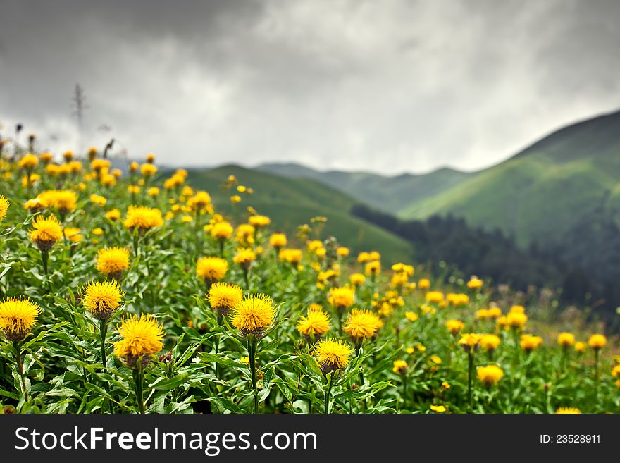 Mountain meadows with wild yellow flowers, Abkhazia. Mountain meadows with wild yellow flowers, Abkhazia