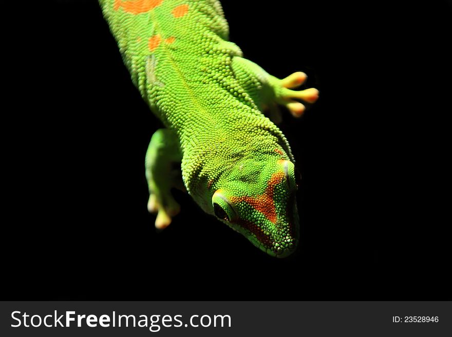 Close up of a Gecko (Phelsuma) on black background
