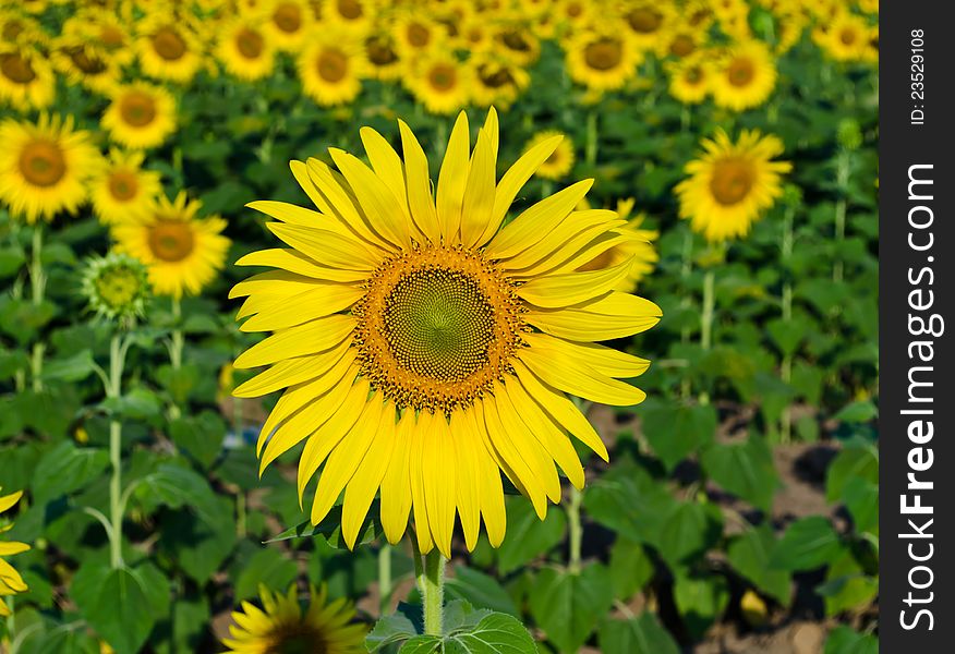 Fresh sunflower blooming in farm