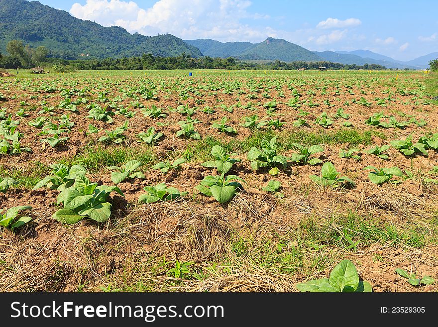 Cabbage field