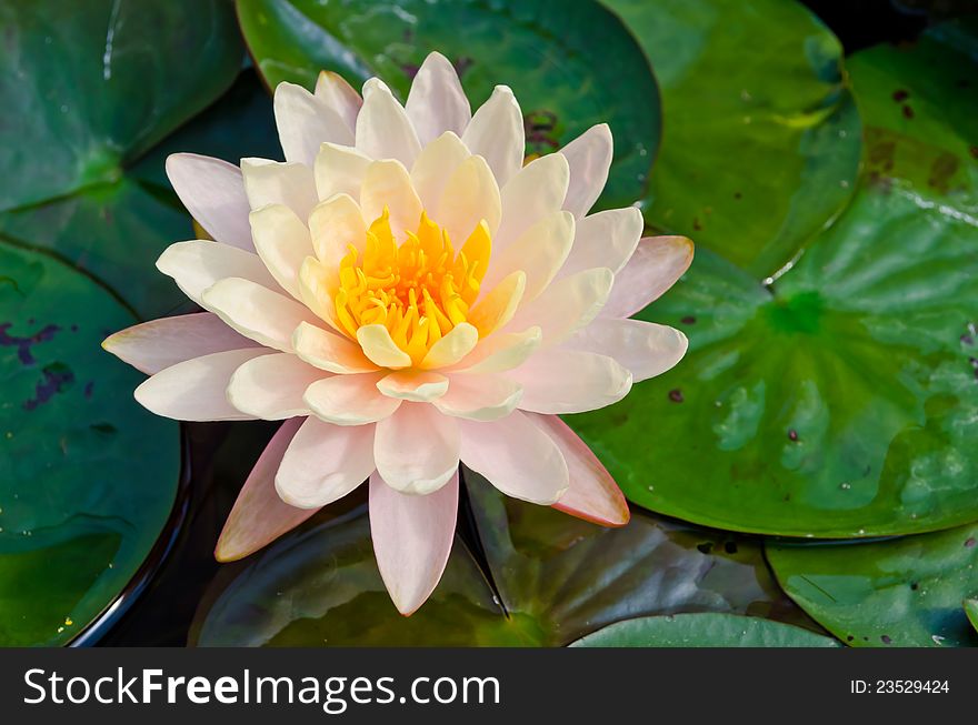 Mangala-ubol,Thai beautiful lotus blooming in pond