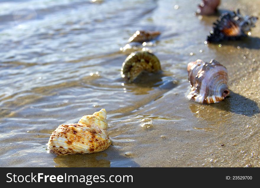 Washes cockleshells a wave ashore sea. Washes cockleshells a wave ashore sea