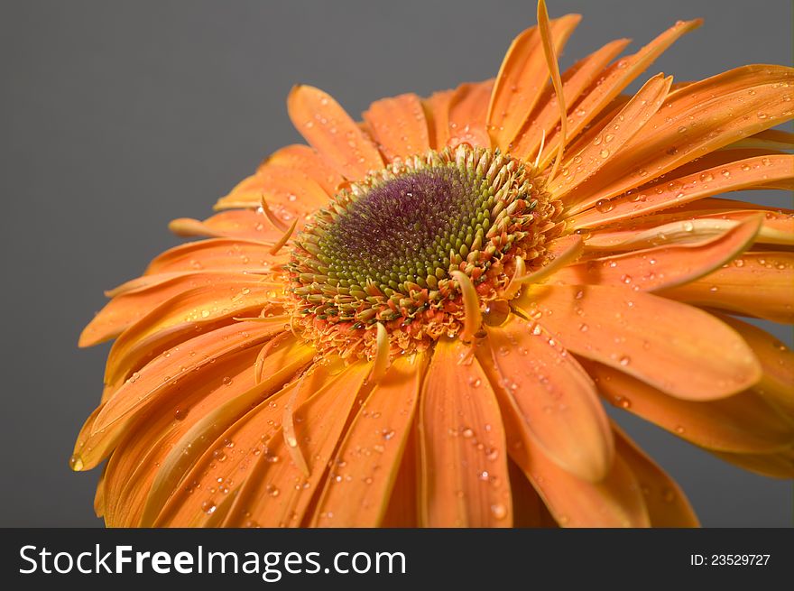 Background from the yellow flower of gerbera with drops of water on petals