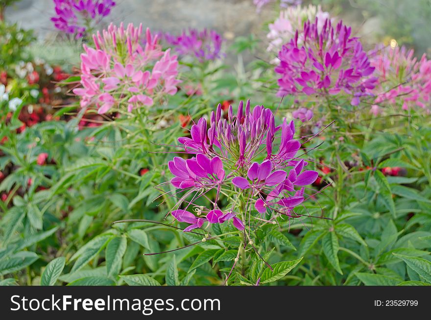 Cleome spinosa ,flower blooming in garden