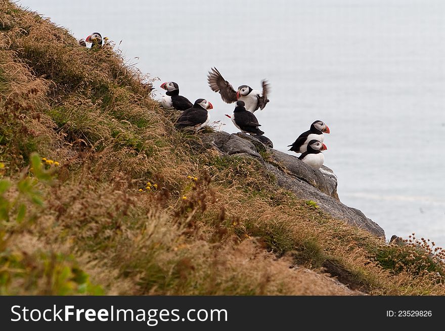 Cute puffin bird - symbol of Iceland