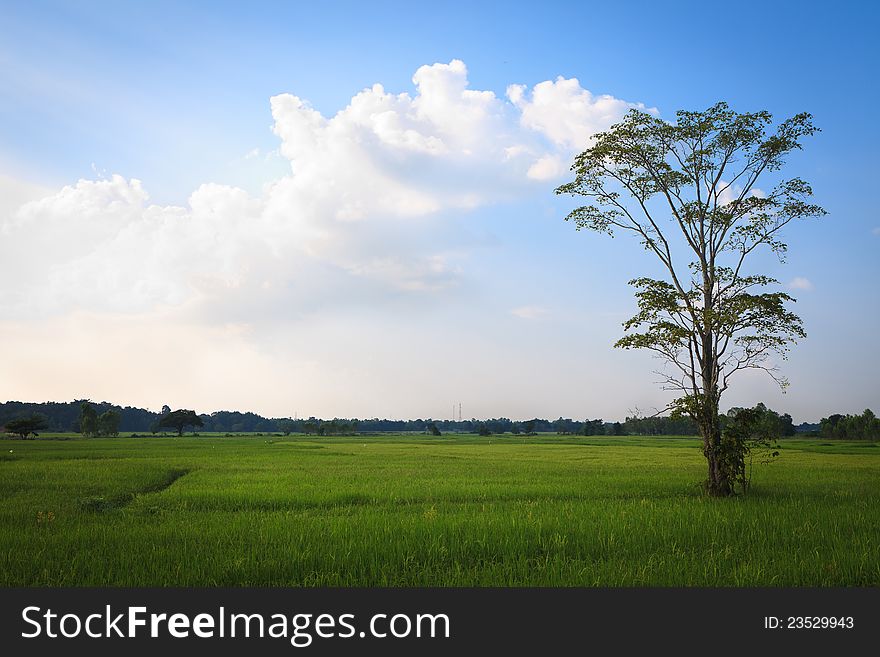 Rice fields with trees, Thailand