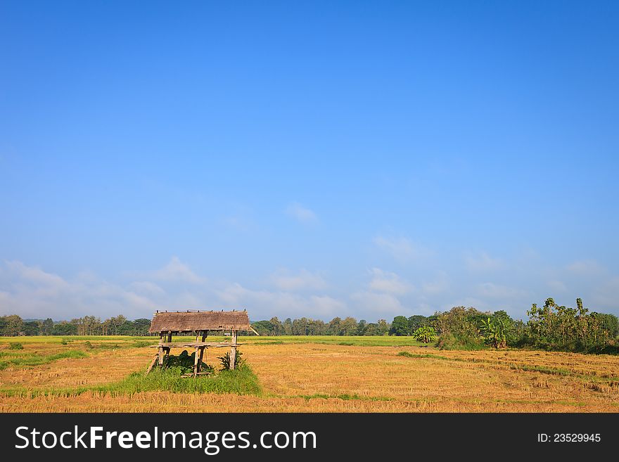 Paddy field in countryside, Thailand