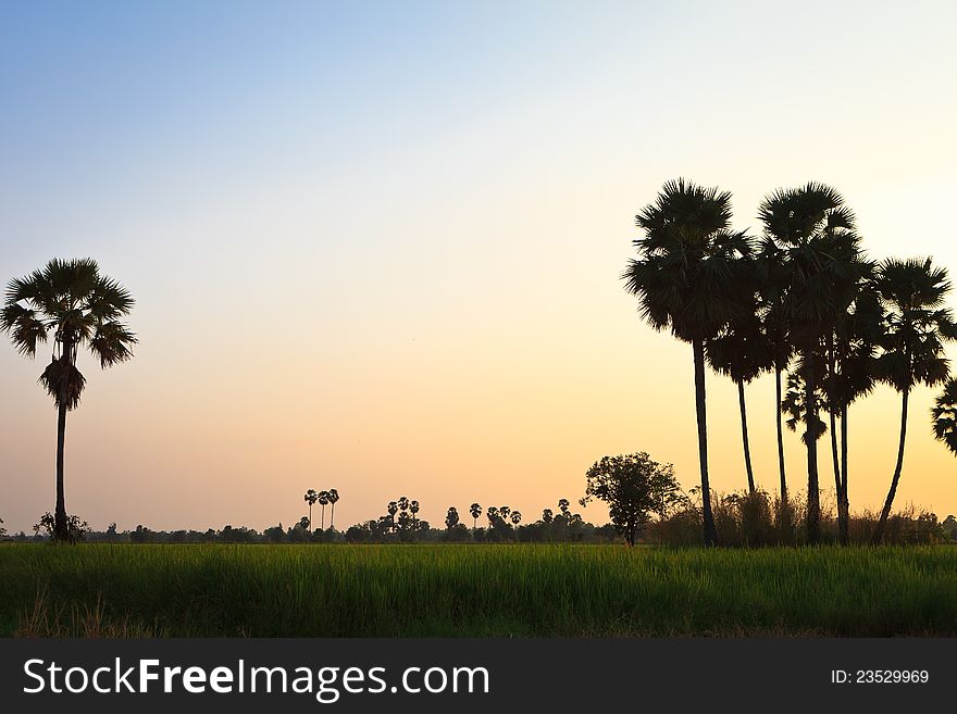 Rice fields with trees in evening