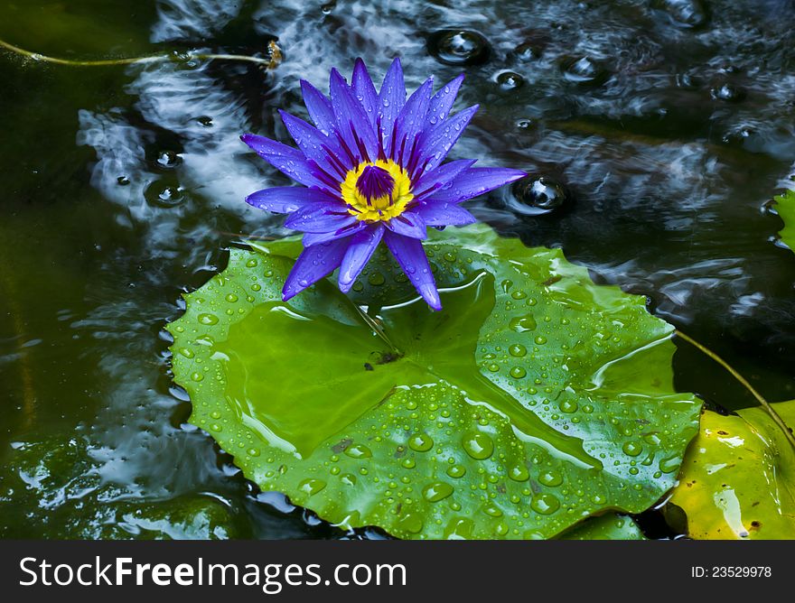 Purple lotus blossom with leaves in the pool. Purple lotus blossom with leaves in the pool.