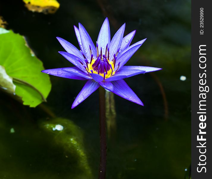 Purple lotus blossom with leaves in the pool. Purple lotus blossom with leaves in the pool.