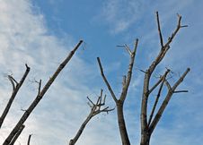 Trees Diagonal Royalty Free Stock Image Trees Diagonal Royalty Free Stock Image