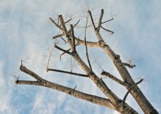 Branch Diagonal Royalty Free Stock Image Branch Diagonal Royalty Free Stock Image