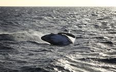 Whale Stock Image
