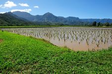 Taro Field In Kauai Hawaii, USA Stock Image Taro Field In Kauai Hawaii, USA Stock Image