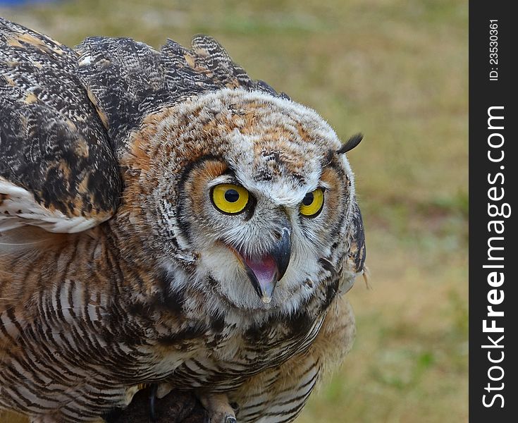 A closeup of a horned owl.