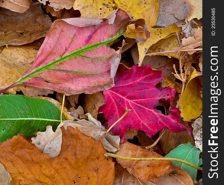 Fall leaves with color. Fall leaves with color.
