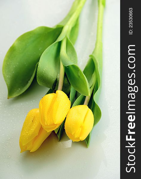 Yellow tulips high resolution image