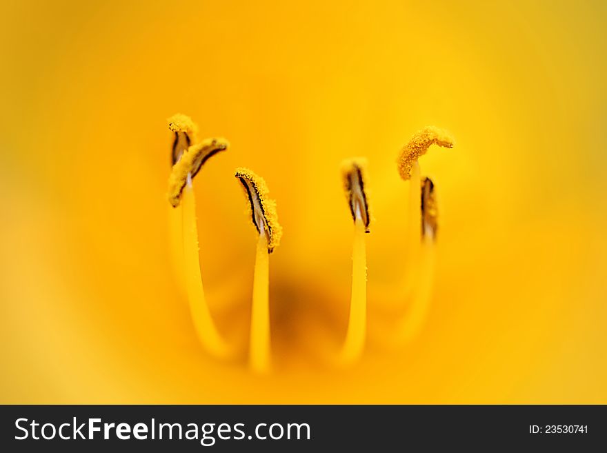 Stamens yellow tulip close up