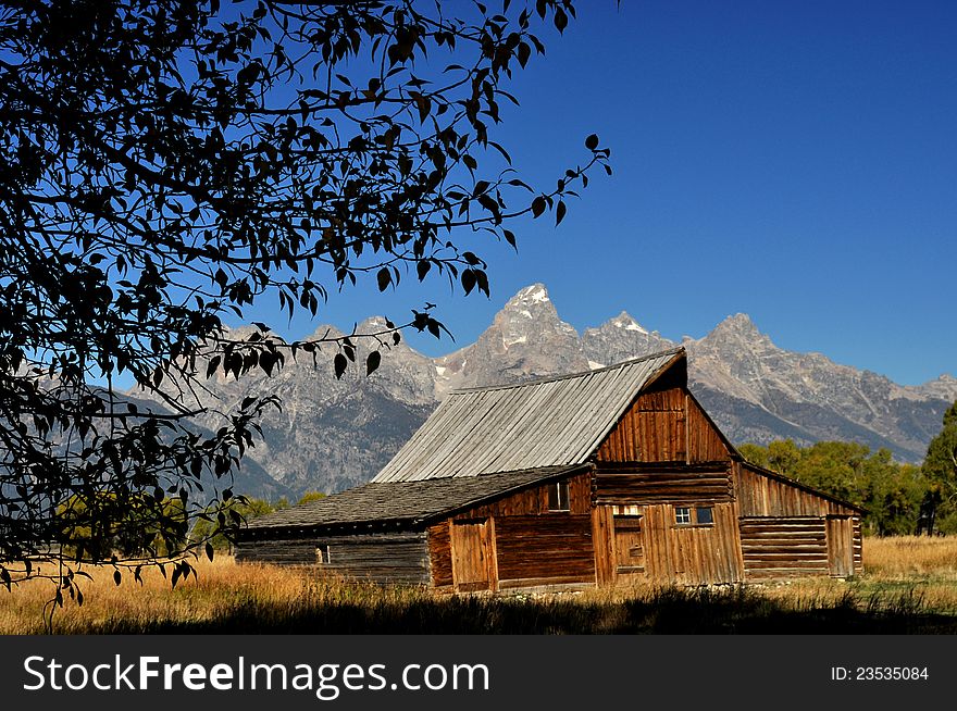 Tree Framing An Old Barn With Snow Capped Mountain