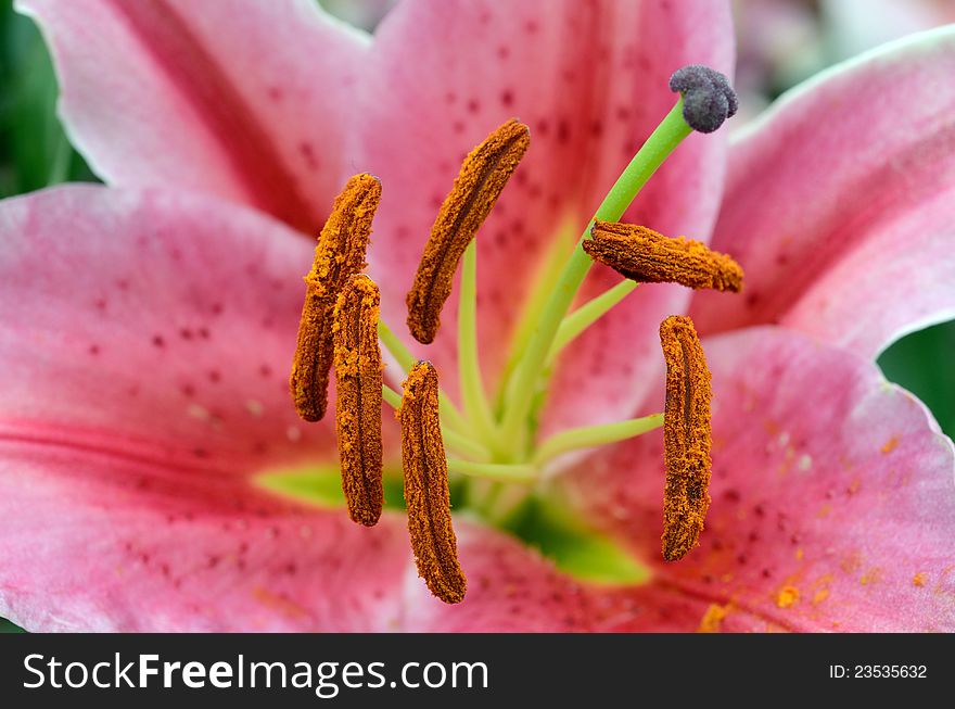 Closeup of pink lily flower stigma. Closeup of pink lily flower stigma