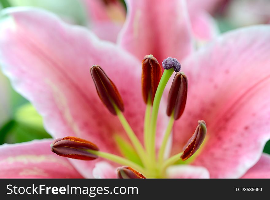 Closeup of pink lily flower stigma. Closeup of pink lily flower stigma
