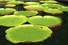 Water Platters Royalty Free Stock Photo Water Platters Royalty Free Stock Photo