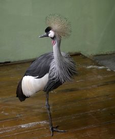 Crowned Crane Stock Photos Crowned Crane Stock Photos
