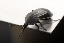 Curious Beetle Looking Down Stock Photography Curious Beetle Looking Down Stock Photography