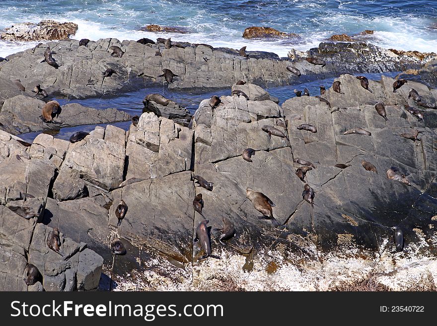 Sunbathing Seals