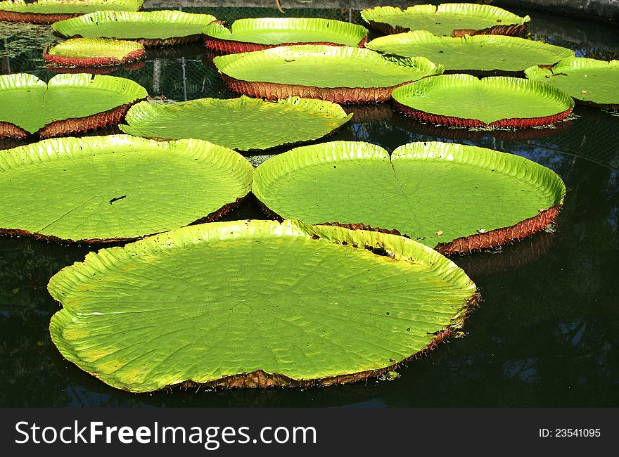 Green colored water platters floating in a lotus pond