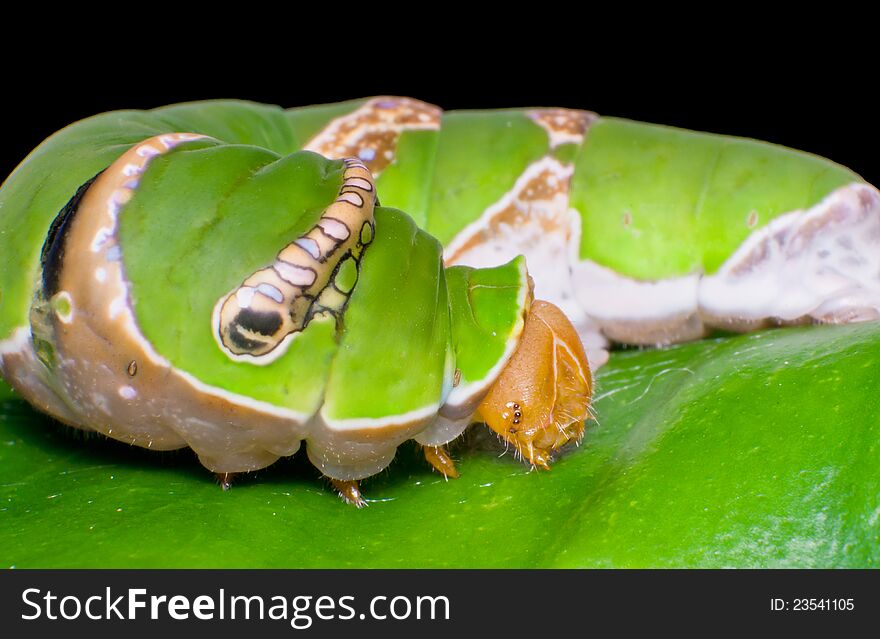 Green caterpillar on leaf eating.