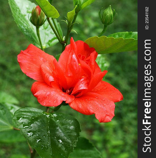 Beautiful red hibiscus flower with buds in the garden