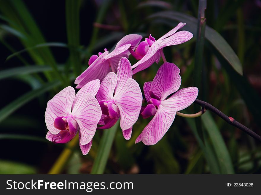 Five orchid flowers on a twig in real nature. Five orchid flowers on a twig in real nature