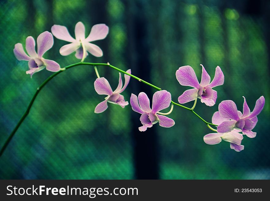 Beatiful orchid flowers on a twig in real nature. Beatiful orchid flowers on a twig in real nature