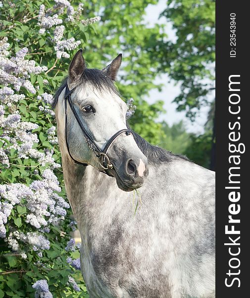 Portrait of grey horse in flower