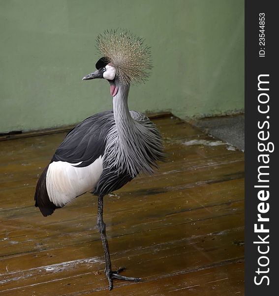 Crowned Crane large bird of the family of these cranes, leading a sedentary life in the West and East Africa.