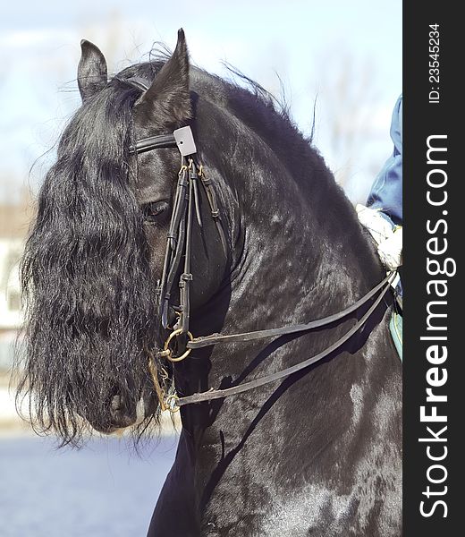 Portrait Of Frisian Horse Closeup
