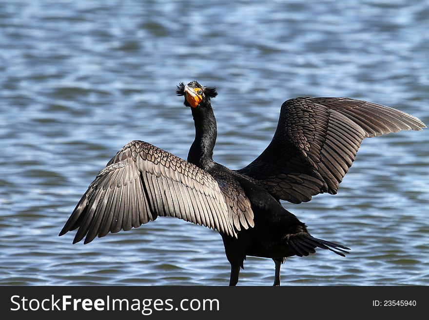 Resting Cormorant With Wings Spread To Dry