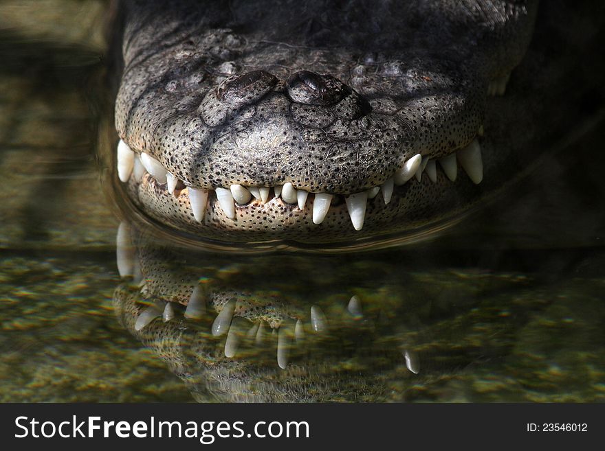 Close Up Detail Of Swamp Gator Mouth Reflected In Pond. Close Up Detail Of Swamp Gator Mouth Reflected In Pond